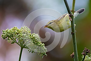 Yellow-throated woodland warbler picking seeds