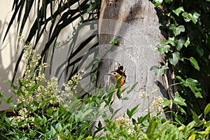 Yellow-throated woodpecker of the family Picidae, with its nest in the trunk of a coconut tree.