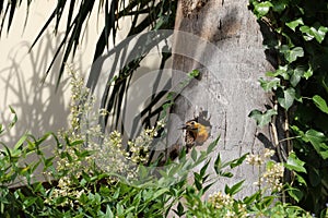 Yellow-throated woodpecker of the family Picidae, with its nest in the trunk of a coconut tree.