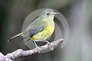 Yellow Thrush Bird photo