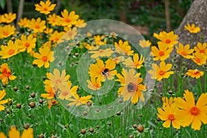 Yellow tickseed flower field, plant and bees