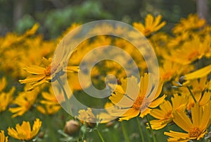 Yellow tickseed flowers