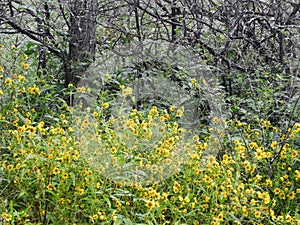Yellow Tickseed grows wild among swamp brush