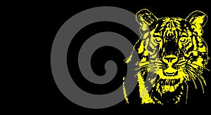 Yellow tiger. Black background for design