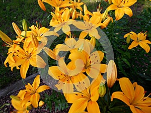 Yellow Tiger Lillies