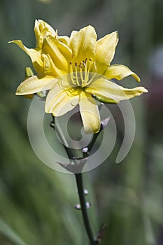 Yellow Tiger Lily