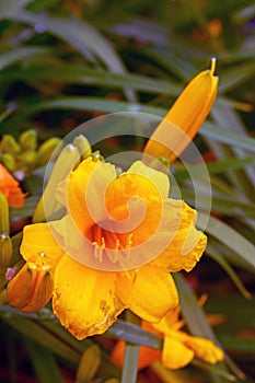 A Yellow Tiger Lily and Bud Blooming