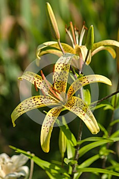 Yellow Tiger Lily