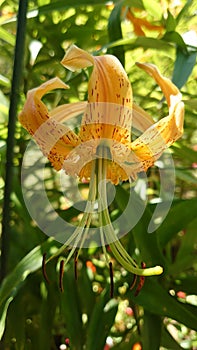 Yellow tiger lily flower fully blooming to expose the stems for pollination