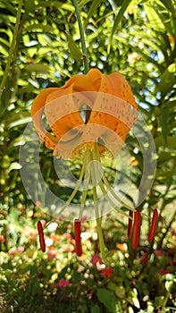 Yellow tiger lily flower fully blooming to expose the stems for pollination