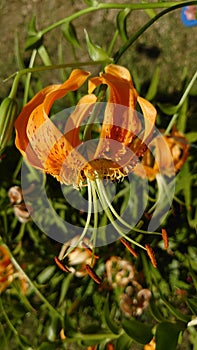 Yellow tiger lily flower fully blooming to expose the stems for pollination