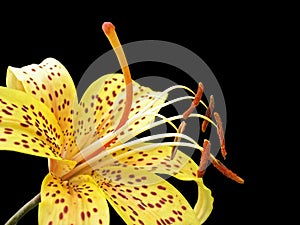 Yellow tiger lily isolated on black