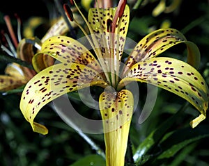 Yellow tiger Lily with raindrops on the petals in the garden