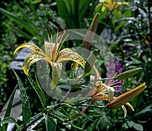 Yellow tiger Lily with raindrops on the petals in the garden