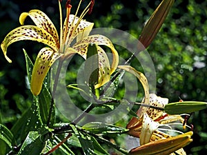 Yellow tiger Lily with raindrops on the petals in the garden