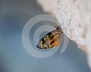 Yellow Tiger Longwing Butterfly