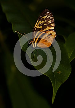 Yellow Tiger Longwing Butterfly