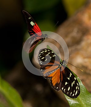 Yellow Tiger Longwing and Red Postman Butterflies