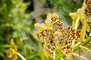 Yellow tiger orchid flower or leopard flower. Local orchid in Thailand