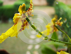 Yellow tiger orchid flower or leopard flower, in a tropical garden after the rain