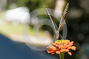 Yellow Tiger Swallowtail butterfly on a Orange Zinnia