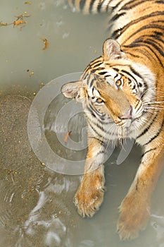 Yellow tiger in the swiming pool