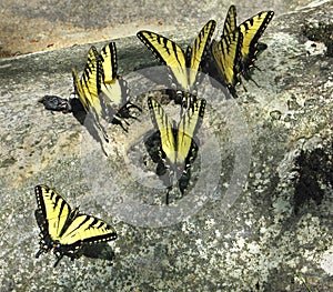 Yellow tigertail butterflies photo