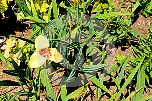 Yellow tigridia pavonia flower photo