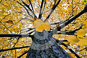 Yellow tilia lime trees leaves and trunk in an autumnal day. for fall and sesonal concept