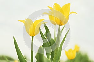 Yellow tilips on the background of bright blue sky with light clouds.