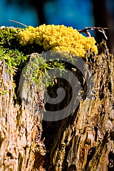 Yellow tinder fungi mushroom on a tree trunk