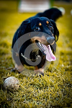 Yellow Tinted Dachshund Watch