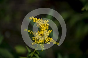 Yellow tiny blossom on a green branch