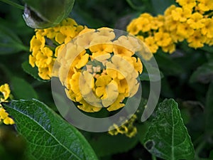 Yellow Tiny Bunch of Flower with Large Green Leaves