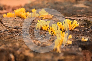 yellow tiny mushroom