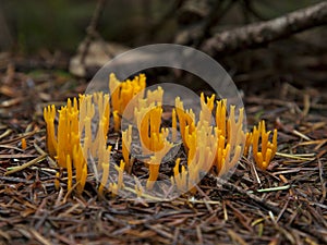 Yellow tipped clavaria Ramaria formosa