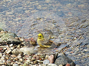 Yellow tit bird