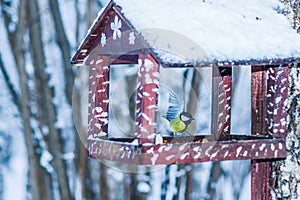 Yellow titmouse bird on a feeder