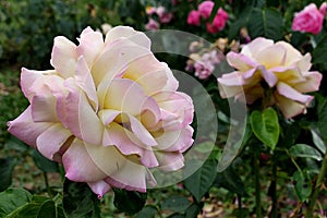 Yellow to light pink gradual coloured flower of rose hybrid Gloria Dei, established by french rose breeding company Meilland
