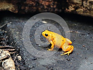 Yellow toad