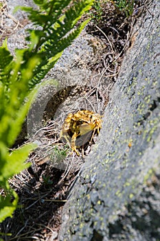 Yellow toad on a rock