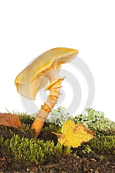 Yellow toadstool fungi