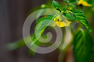 Yellow Tomatillo Flower