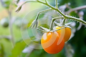 Yellow tomato