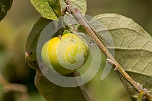 Yellow tomato