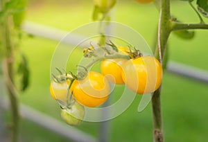 Yellow tomato bunch in garden