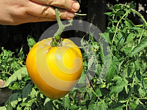 Yellow tomato closeup