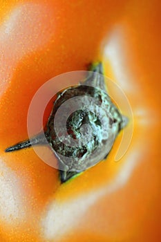Yellow tomato closeup. Peduncle.