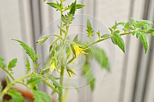 yellow tomato flowers