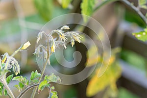 Yellow tomato flowers, organic cultivation, home gardening.